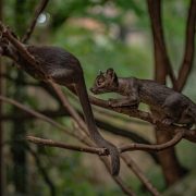 Two fossa pups at Chester Zoo