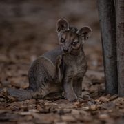 Fossa pup at Chester Zoo