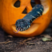 Boelens python at Chester Zoo