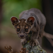 Fossa pup at Chester Zoo