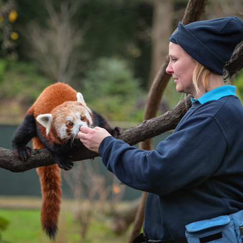 Keeper pictured feeding a red panda at Chester Zoo