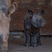 One horned rhino calf at Chester Zoo