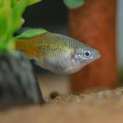 Golden skiffia fish