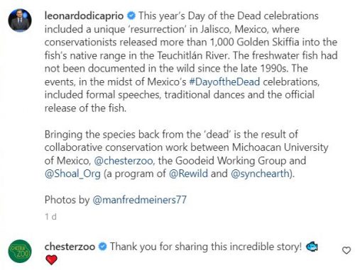 Leonardo DiCaprio shares an Instagram post about the reintroduction of the golden skiffia to Mexico's waters