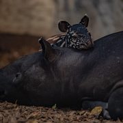 rare Malayan tapir