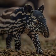 rare Malayan tapir