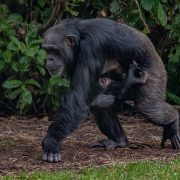 A baby chimpanzee and its mother at Chester Zoo