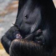 Rare chimpanzee at Chester Zoo