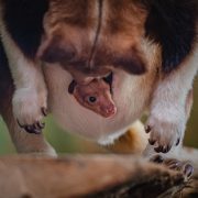 Tree kangaroo joey in its mother's pouch
