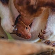 Tree kangaroo joey in its mother's pouch