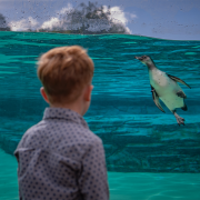 A young boy pictured looking into the penguin pool at Chester Zoo