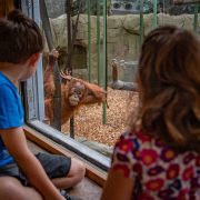Two young children pictured looking at an orangutan at Chester Zoo