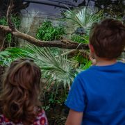 Two young children pictured looking at a lizard at Chester Zoo