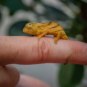 An image showing a Parson's chameleon hatchling at Chester Zoo
