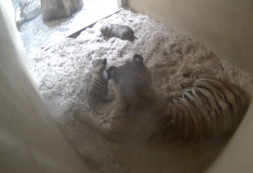 Sumatran tiger birth 2023