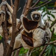 A young Coquerel’s sifaka clings to its mother at Chester Zoo