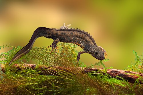 Great crested newt at Chester Zoo's Nature Reserve