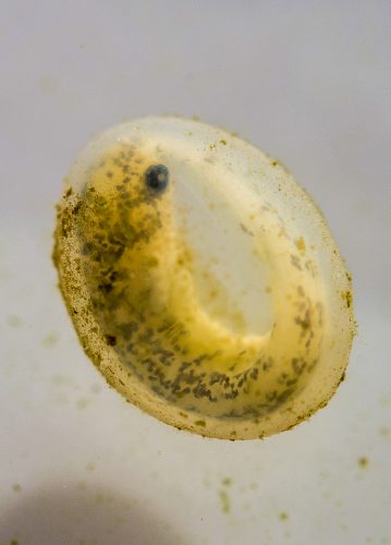 Great crested newt egg
