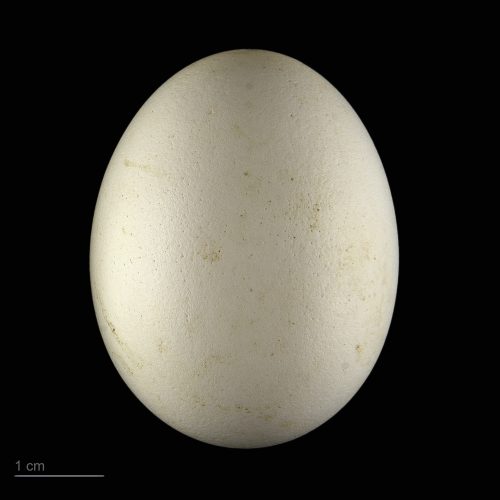 Barn owl egg