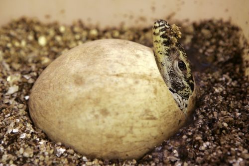 A Komodo dragon hatching from its egg