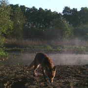A fox on Chester Zoo's Nature Reserve
