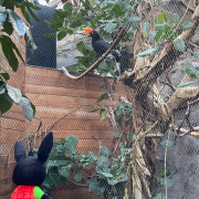 Bing pictured with a hornbill at Chester Zoo