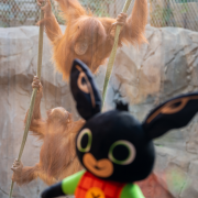 Bing pictured with two sumatran orangutan at Chester Zoo