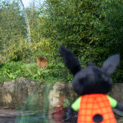 Bing pictured with a tiger at Chester Zoo