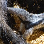 Baby Giant Anteater