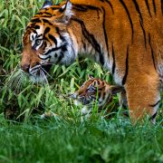 Sumatran tiger cubs at Chester Zoo