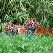 Sumatran tiger cubs at Chester Zoo