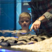 Fossils on display at Planet Shark at Chester Zoo