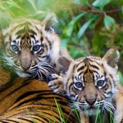 Sumatran tiger cubs Alif and Raya with their mother Kasarna
