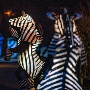 An image of two zebra lanterns at Chester Zoo