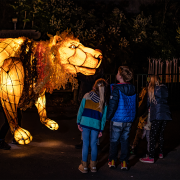 Four children looking at a lion puppet at Chester Zoo's Lanterns event