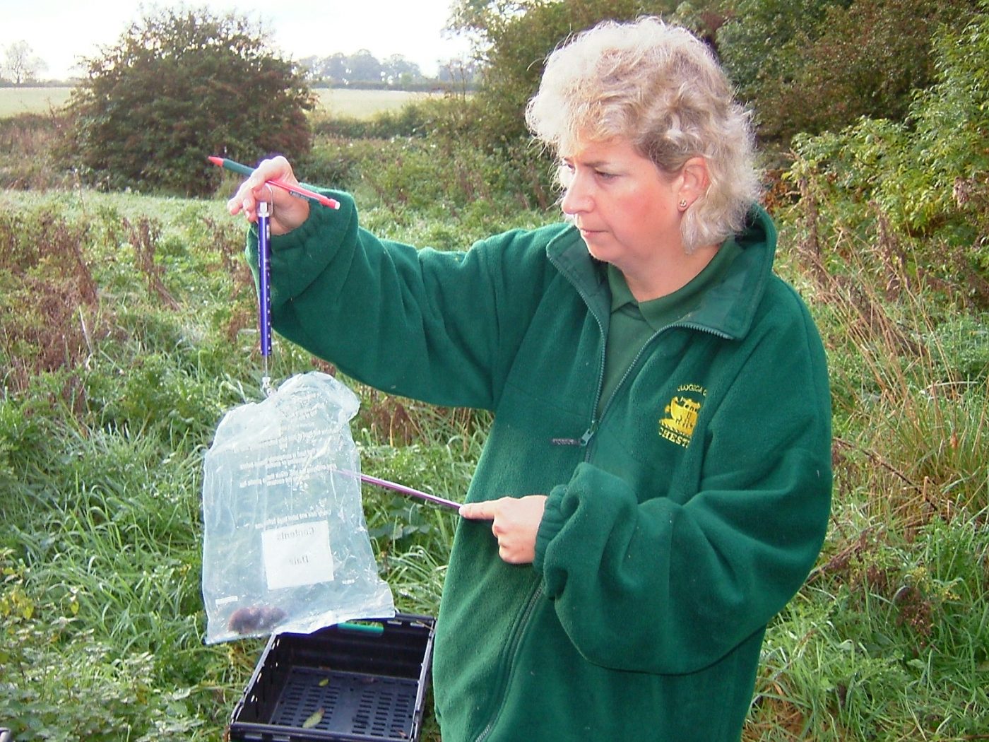 Chester Zoo's Penny Rudd weighing a harvest mouse before it's release