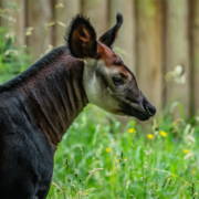 Okapi calf Arabi at Chester Zoo