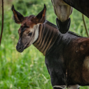 Okapi calf Arabi at Chester Zoo