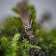 Closeup of a stonefly amongst vegetation