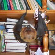 Rodrigues fruit bat being rehabilitated in house on Rodrigues