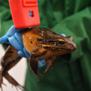 A mountain chicken frog receives an ultrasound scan at Chester Zoo as part of a veterinary check