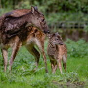 Philippine spotted deer fawn Hercules stands alongside his mother Nova in a grassy habitat at Chester Zoo