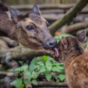 Philippine spotted deer fawn Hercules is groomed by his mother Nova in a grassy habitat at Chester Zoo