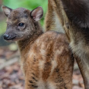 Philippine spotted deer fawn Hercules stands alongside his mother Nova in a grassy habitat at Chester Zoo