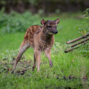 Philippine spotted deer fawn Hercules stands in a grassy habitat at Chester Zoo