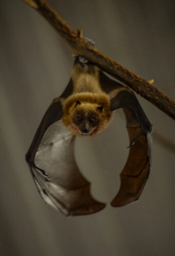 The rare Rodrigues fruit bat hanging in Chester Zoo's 'Fruit Bat Forest'