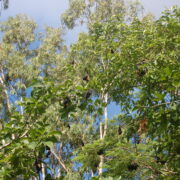 Rodrigues fruit bats in the wild