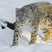 A snow leopard walks through a snowy environment