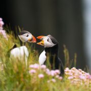 Two puffins perched amongst the grass of cliffs surrounded by pink flowers. The puffin on the right faces the left puffin with its beak open.