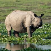 Rhino in Borneo